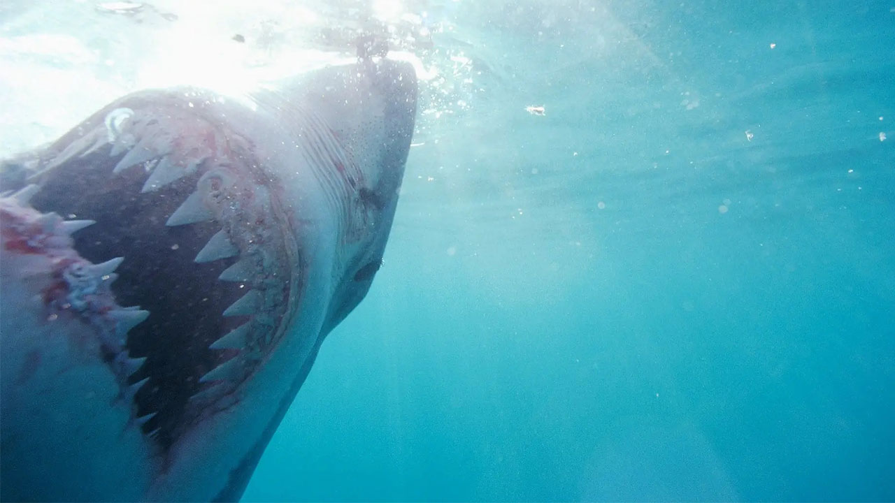 Tubarão-branco arranca cabeça de pescador no México