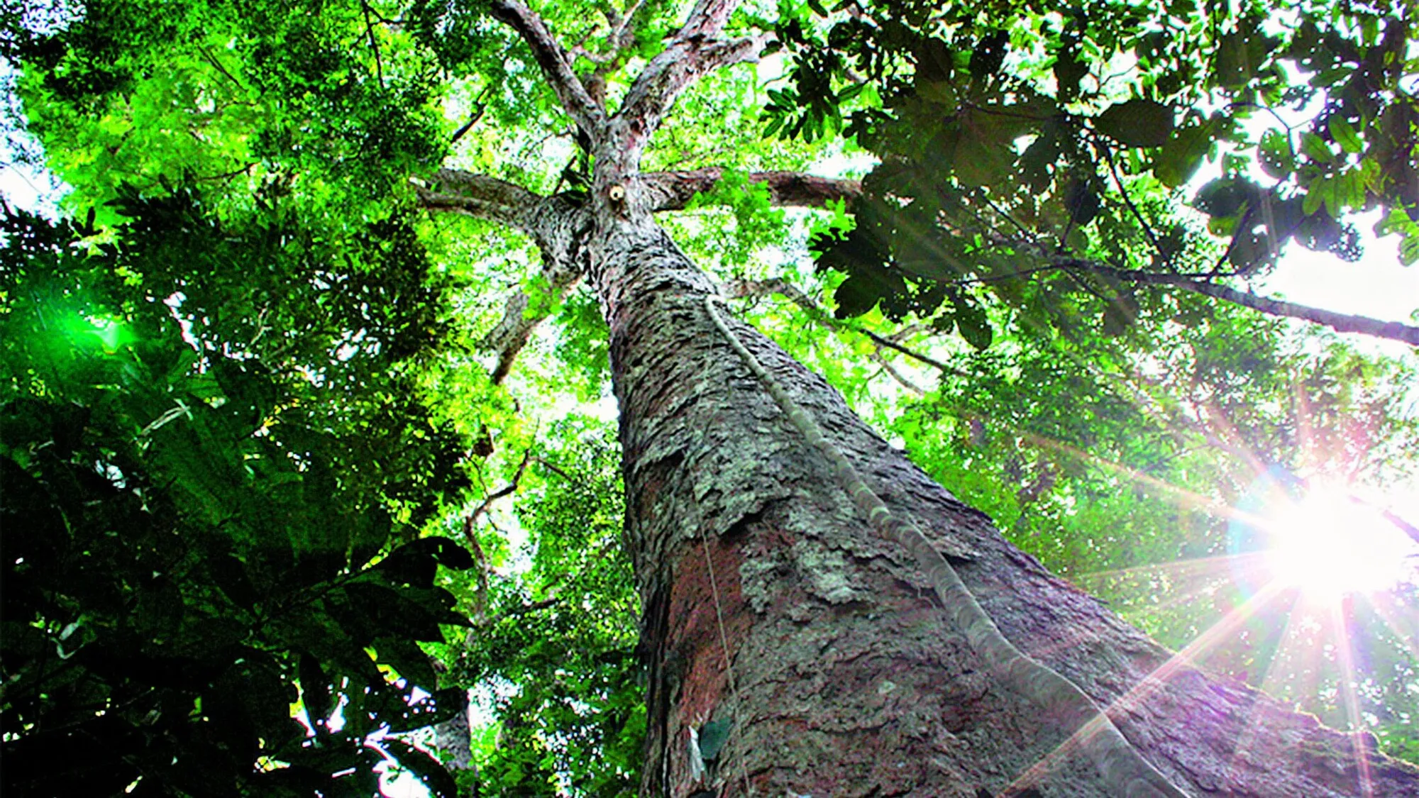 Imagem ilustrativa da notícia: Plano Amazônia + incentiva cadeias produtivas; saiba mais!