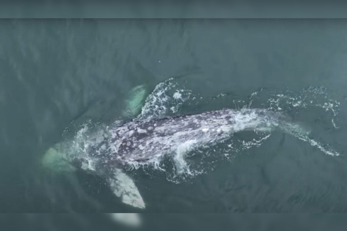 Vídeo: EUA rastreiam tubarão com mordidas gigante no corpo