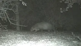 Ninguém sabe que animal é esse, que andou em um parque dos EUA