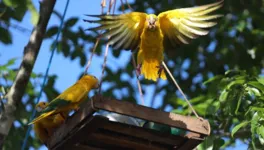 Antes de serem liberadas, as ararajubas recebem intenso treinamento para adaptarem-se à realidade da vida na natureza