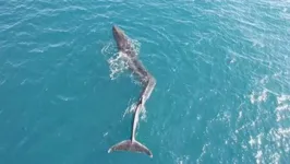 O animal gigantesco possui uma grande deformação no meio da espinha