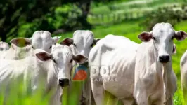 A Rússia havia suspendido a importação de carne bovina de animais com mais de 30 meses de idade provenientes do Pará