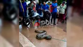 O animal chamou a atençaõ de curiosos na manhã desta quarta em Marabá