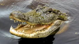 Crocodilo do Parque Nacional Kruger, na África do Sul.
