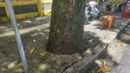 Pessoas colocam cimento sobre as raízes de árvores para “embelezar” calçadas, sem, sequer, prestar atenção ao fato de que árvores são seres vivos