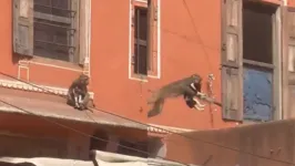 A filmagem termina quando o macaco desaparece pelos telhados