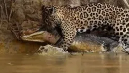 O felino aparece mostrando a força que tem, ao capturar com facilidade, um jacaré gigante.