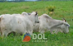 Os capins invasores trazem problemas sérios para os produtores de gado da região de Carajás