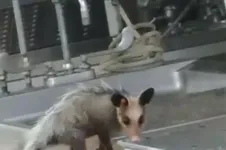O vídeo registrou o momento em que o animal se alimentava de parte do corpo