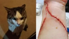 O paciente foi diagnosticado com a doença da arranhadura do gato