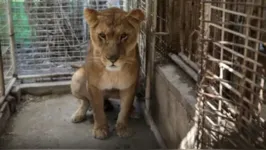 Testemunhas relataram que a vítima entrou no recinto por um buraco e a leoa mordeu sua cabeça.