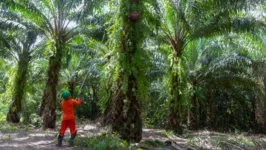 As vagas irão contemplar as cidades de Tomé-Açu e Concórdia do Pará