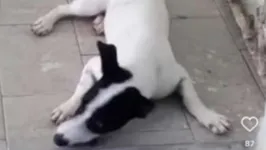 O acusado de matar o cão foi condenado a quatro anos e oito meses de reclusão e multa em novembro de 2022