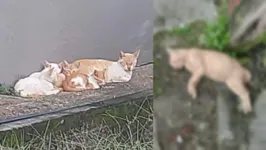 Ao menos 15 gatos estão desaparecidos ou foram encontrados mortos por moradores de prédio em Belém