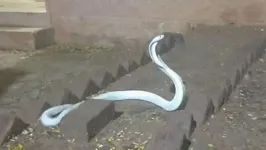 Cobra albina é vista em área residencial em Coimbatore, na Índia.