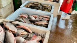 Procura pelo peixe da semana santa deve se intensificar essa semana em Marabá