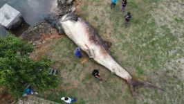 Animal é de espécie considerada a maior entre os peixes. As baleias são mamíferas