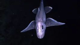 Espécies similares de tubarão fantasma possuem uma aparência muito estranha