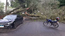 A árvore ficou quase acerta com carro estacionado no local