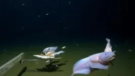 Um peixe-caracol a 8.336 metros de profundidade no abismo do norte do Oceano Pacífico foi filmado