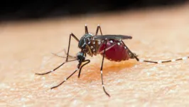 A malária é transmitida por meio da picada da fêmea do mosquito do gênero Anopheles infectada