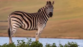 Zebra era o único macho do bando e teria ajuda pelo instinto de proteção