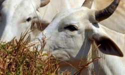 Segundo o Ministério da Agricultura, a decisão vale para animais abatidos a partir desta sexta-feira (24).