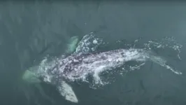 Baleia sem a cauda avistada na costa da Califórnia