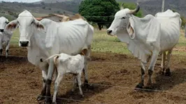 De acordo com o Governo Federal, o comércio de carne bovina brasileira com a Rússia foi plenamente normalizado