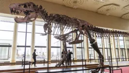 Esqueleto de um tiranossauro rex de cerca de 67 milhões de anos arrematado na casa de leilões Koller