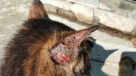 Animais devem ficar em casa para prevenção