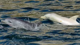 O animal foi visto na costa da província de Eastern Cape, na África do Sul