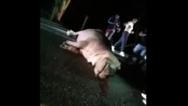 Motorista filma hipopótamo morto após atropelamento em estrada colombiana