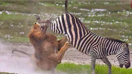 Leão se deu mal e tomou coice de zebra