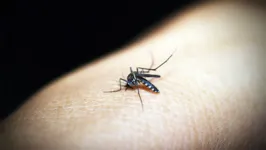 A malária é  transmitida por meio da picada da fêmea do mosquito Anopheles, conhecido como “mosquito prego”