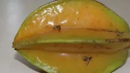 Um simples foco da mosca da carambola pode colocar em risco plantações e atividades econômicas