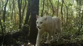 Onça-parda ou suçuarana (Puma concolor) com uma mutação genética conhecida como leucismo