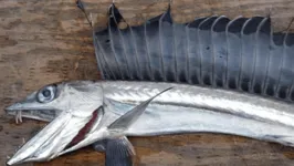 Espécimes do Lancetfish come a própria raça e vive em águas profundas, entre 200 e 1.000 metros abaixo do nível do mar.