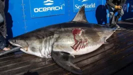 O predador imenso tem cerca de 550 kg, mede 3,5 m, chama-se Maple e está sendo rastreado pela empresa especializada OCEARCH.