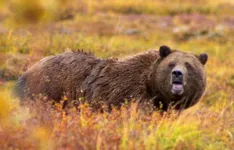 Moradores da região contam que os ataques de ursos têm acontecido com frequência.