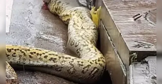 Imagem ilustrativa da notícia Vídeo: sucuri é morta no Guamá após engolir cachorro
