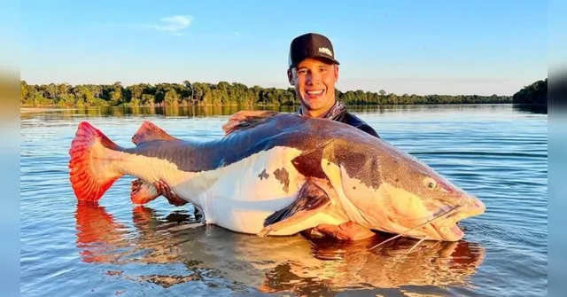 Imagem ilustrativa da notícia Brasileiro pesca peixe de 70kg no Xingu e bate recorde