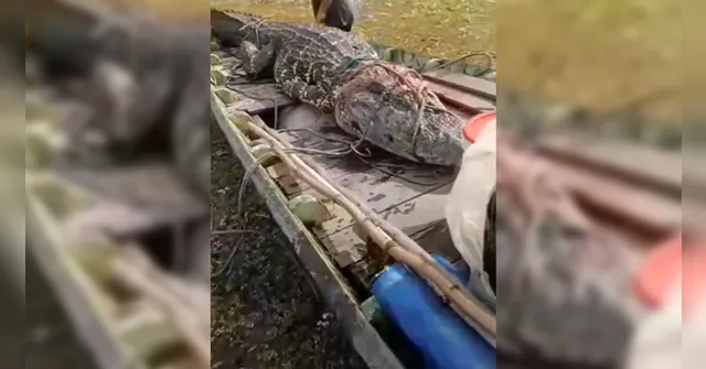 Imagem ilustrativa da notícia Jacaré gigante é capturado por pescadores no Marajó