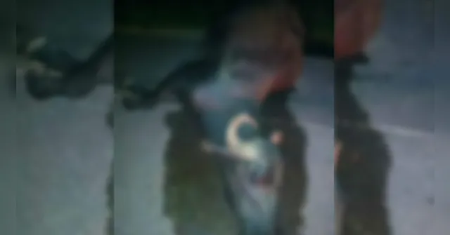Imagem ilustrativa da notícia Búfalo morre após ser atropelado por carro no Marajó