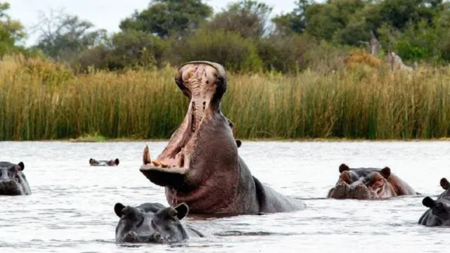 Imagem ilustrativa da notícia  Colômbia gastará milhões para retirar hipopótamos invasores