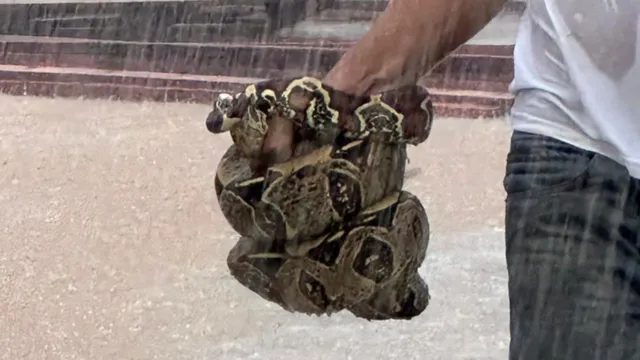 Imagem ilustrativa da notícia Marajó: cobra é achada no meio da rua durante forte chuva