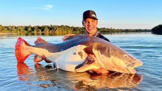 Imagem ilustrativa da notícia Brasileiro pesca peixe de 70kg no Xingu e bate recorde