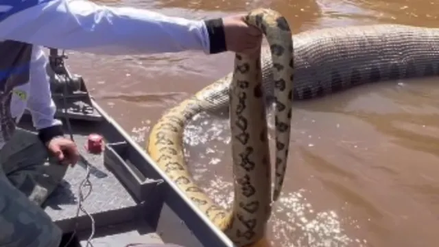 Imagem ilustrativa da notícia Vídeo: sucuri de 7 metros é encontrada boiando em rio