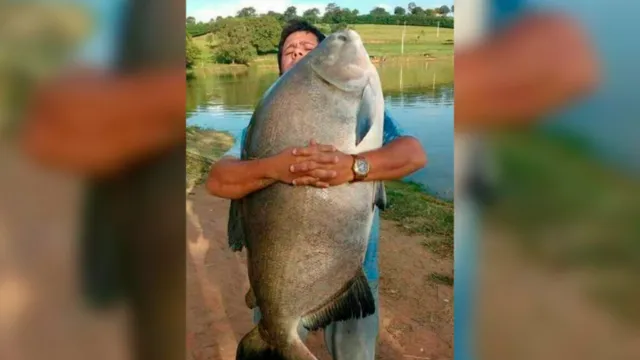 Imagem ilustrativa da notícia Homem captura tambaqui de 55 quilos em Santarém